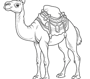 Camel