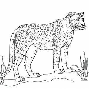 Cheetah Coloring Pages – Coloring corner