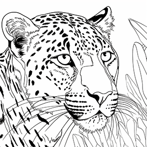 Cheetah Coloring Pages – Coloring corner