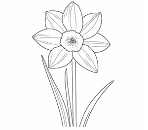 Radiant Daffodil Beauty