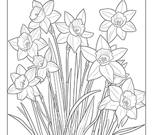 Delicate Daffodil Beauty