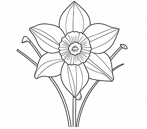 Enchanting Daffodil Wonder