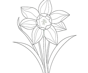 Fragile Daffodil Petals