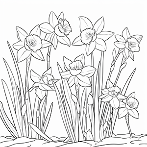 Daffodil coloring pages – Coloring corner