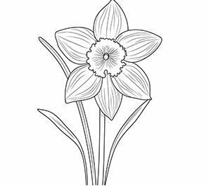 Enchanting Daffodil Elegance