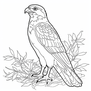 Free Falcon coloring pages – Coloring corner