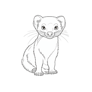 Ferret Coloring Pages – Coloring corner