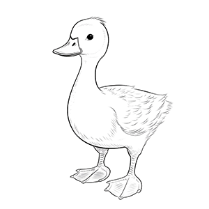 Goose Coloring Pages – Coloring corner