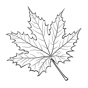 Free Maple Leaf Coloring Pages – Coloring Corner