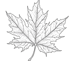 Majestic Maple Leaves Canopy
