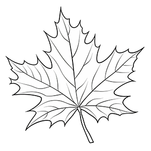 Maple leaf coloring pages – Coloring corner