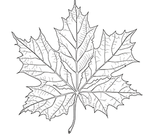 Illuminated Maple Leaves Path