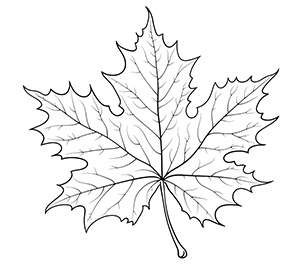 A Tapestry of Maple Leaves