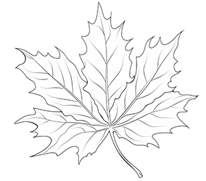 Rustling Maple Leaves in Breeze