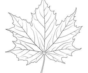 Maple Leaves Dancing in Wind