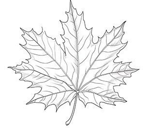 Mosaic of Maple Leaf Colors