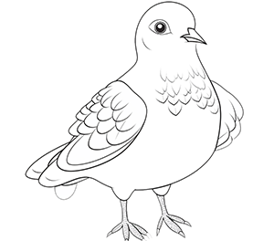 Pigeon