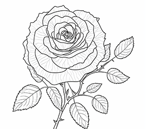 Delicate Rose Petal