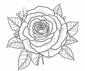 Fragrant Rose Splendor