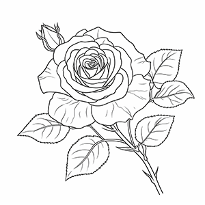 20 + Free Rose coloring pages – Coloring corner