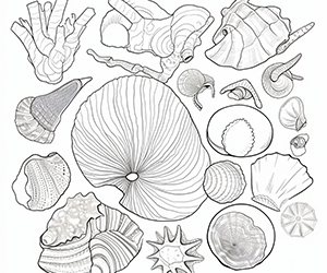 Intricate Seashell Pattern