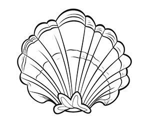 Elegant Seashell Impressions