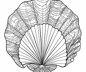 Radiant Seashell Designs