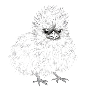 Silkie Chicken Coloring Pages – Coloring corner