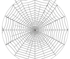Delicate Spider Web Design