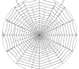 Delicate Spider Web Design