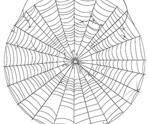Dreamy Spider Web Dreams