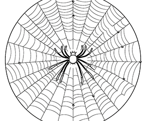 Gossamer Spider Web Haven