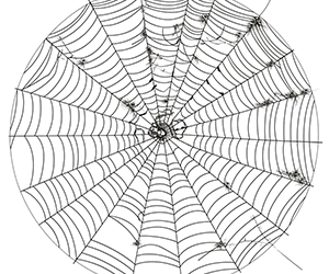 Whimsical Spider Web Patterns
