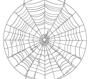 Radiant Sunlight on Spider Web