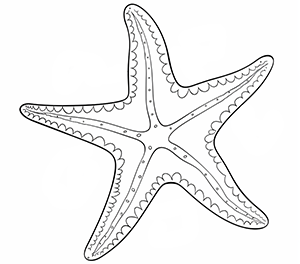 Vibrant Starfish Beauty