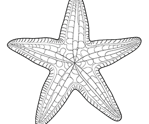 Sparkling Ocean Starfish