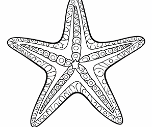 Delicate Seaside Starfish