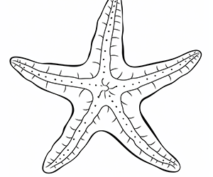 Playful Coastal Starfish