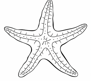 Playful Coastal Starfish
