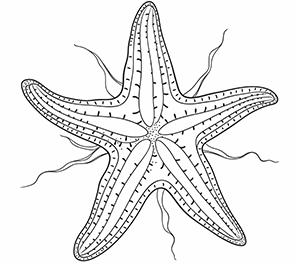Majestic Starfish Wonders