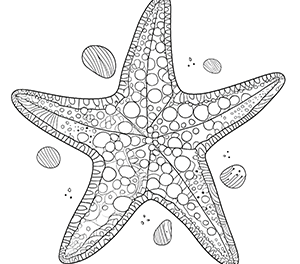 Charming Beach Starfish