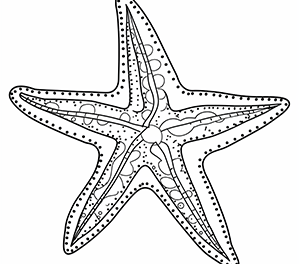 Elegant Coral Starfish