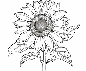 Dazzling Sunflower Brilliance