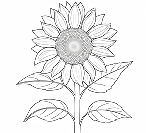 Radiant Sunflower Serenity