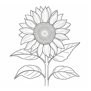 Sunflower coloring pages – Coloring corner