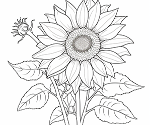 Charming Sunflower Grace
