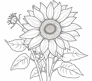 Charming Sunflower Grace
