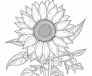 Sunlit Serenity Blooming Sunflower