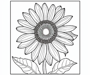 Noble Sunflower Royalty