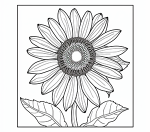 Noble Sunflower Royalty